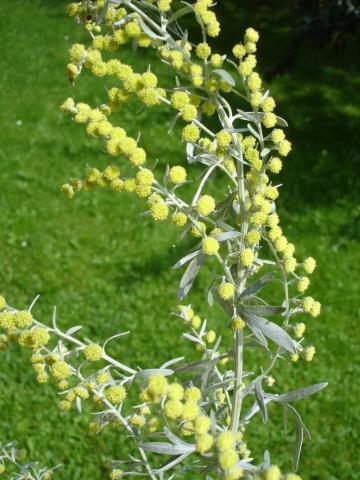 Absinthium spag. Zimpel D2 (Artemisia absinthium)