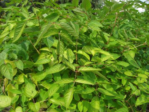 Aralia racemosa spag Zimpel D2