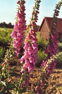Digitalis purpurea Glückselig Dil. D4 