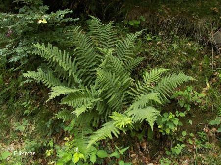 Dryopteris filix-mas ex herba rec. Glückselig Dil. D4 