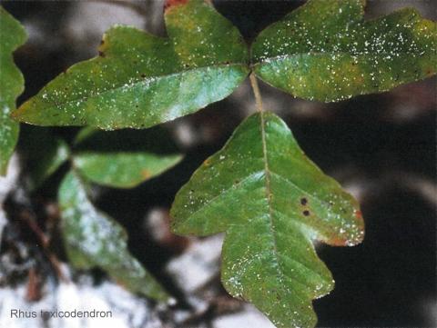 Rhus toxicodendron spag. Zimpel D4 