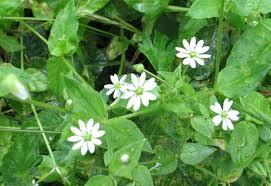 Stellaria media ex herba rec. Glückselig Urt. 