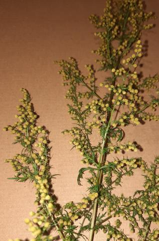 Artemisia annua spag. Zimpel D2