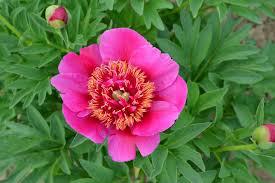 Paeonia officinalis e floribus sicc. Glückselig Urt. 